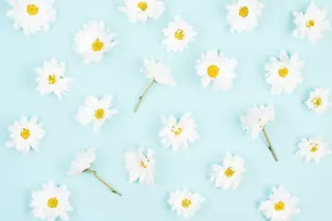 Daisy Aesthetic Computer Flat Lay Blue Wallpaper