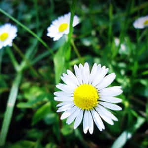 Daisy, Daisy, Daisy, Daisy, Daisy, Daisy, Daisy, Daisy, Wallpaper