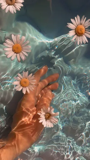 Daisy Floating Summer Vibes.jpg Wallpaper