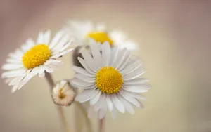 Daisy Flower - A Close Up Of Three Daisies Wallpaper