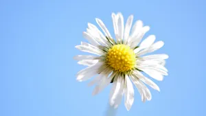Daisy Flower Against Blue Sky 4k Wallpaper