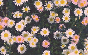 Daisy Flower Tumblr Laptop Wallpaper