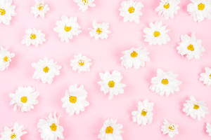 Daisy Flowers White Pattern Wallpaper