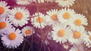 Daisy Laptop – Keep Your Workflows Moving Wallpaper