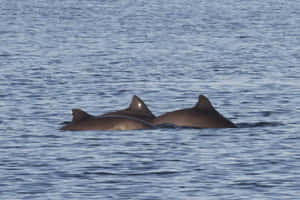 Dalls Porpoise Pair Swimming Wallpaper