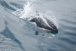 Dalls Porpoise Surfacing Wallpaper