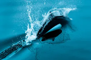 Dalls Porpoise Surfacing Dynamic Splash Wallpaper