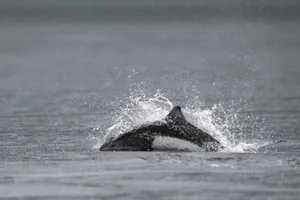 Dalls Porpoise Surfacing Wallpaper