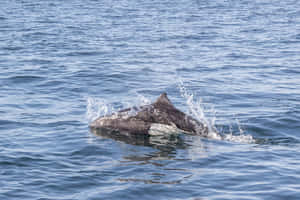 Dalls Porpoise Surfacing Ocean Wallpaper