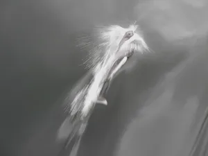 Dalls Porpoise Surfacingin Motion Wallpaper