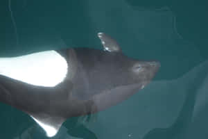 Dalls Porpoise Swimming Underwater.jpg Wallpaper