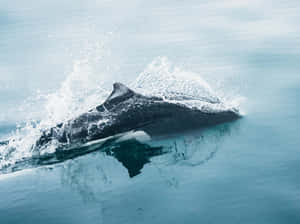 Dalls Porpoise Swimmingat Surface.jpg Wallpaper