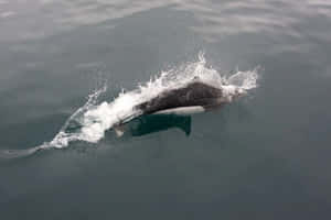 Dalls Porpoise Swimmingat Surface.jpg Wallpaper