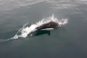 Dalls Porpoise Swimmingat Surface.jpg Wallpaper