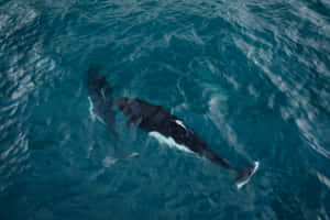 Dalls Porpoise Swimmingin Ocean Wallpaper