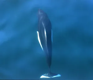 Dalls Porpoise Underwater View Wallpaper