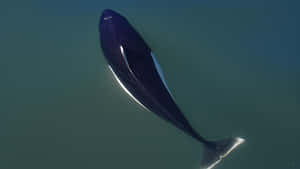 Dalls Porpoise Underwater View.jpg Wallpaper