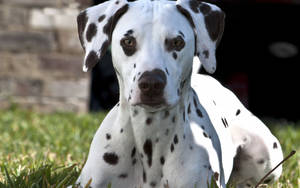 Dalmatian Close-up Photo Wallpaper