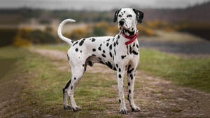 Dalmatian Dog In Red Collar Wallpaper