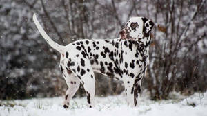 Dalmatian Dog In Winter Wallpaper