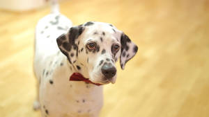 Dalmatian Dog With Bow Tie Wallpaper