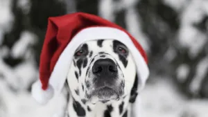 Dalmatian Wearing Christmas Hat Wallpaper