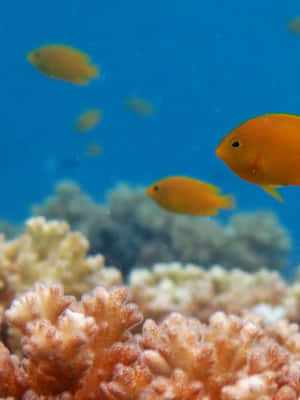 Damselfish Swimming Above Coral Reef Wallpaper