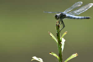 Damselfly With Multifaceted Wings Wallpaper