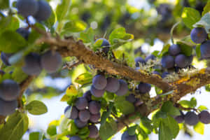 Damson Plums Attached On Thick Branch Wallpaper