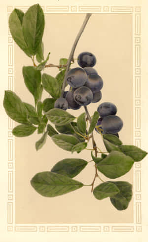 Damson Plums Branch Digital Art Wallpaper