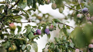 Damson Plums In Various Stages Of Ripening Wallpaper