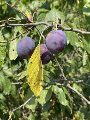 Damson Plums Near Yellow Leaf Wallpaper