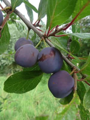 Damson Plums On An Overgrown Garden Wallpaper