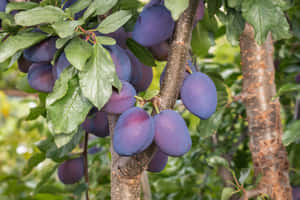 Damson Plums On Pruned Tree Wallpaper