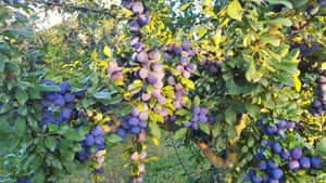 Damson Plums With Sunlight Effect Wallpaper