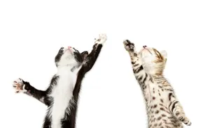 Dancing Kittens Joyful Movement.jpg Wallpaper