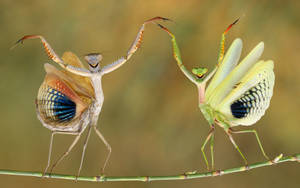 Dancing Praying Mantes Wallpaper