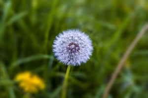 Dandelion Bloom Cute Plant Wallpaper