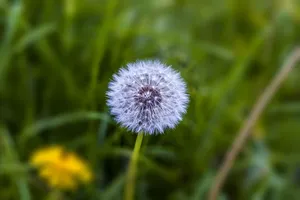 Dandelion Bloom Cute Plant Wallpaper