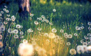 Dandelion Flower Field Wallpaper