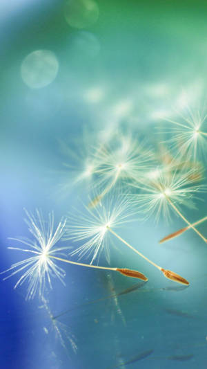 Dandelion Flower Pretty Phone Wallpaper