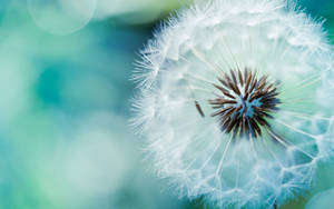 Dandelion Hd Computer Wallpaper