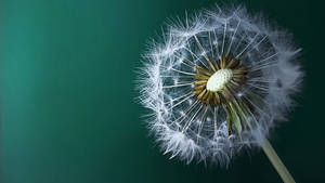 Dandelion Mac Os Wallpaper