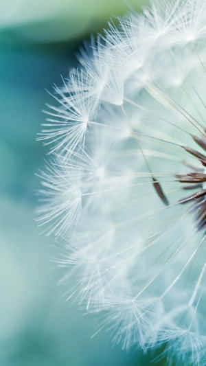 Dandelion Teal Flower Wallpaper