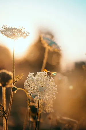Dandelions Over Golden Hours Wallpaper