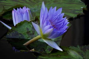 Dappled Lily Pods Floating In A Reflection Of Heaven Wallpaper