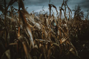 Dare To Explore The Spooky Corn Mazes And Uncover Their Secrets! Wallpaper
