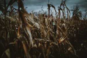 Dare To Explore The Spooky Corn Mazes And Uncover Their Secrets! Wallpaper