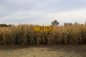 Dare To Walk The Spooky Path Of This Haunted Corn Maze Wallpaper
