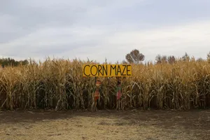 Dare To Walk The Spooky Path Of This Haunted Corn Maze Wallpaper